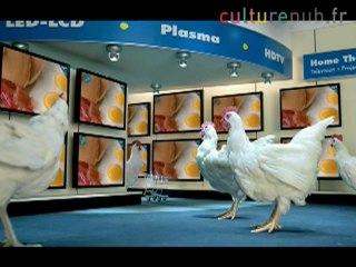 Panicky chicks screaming !