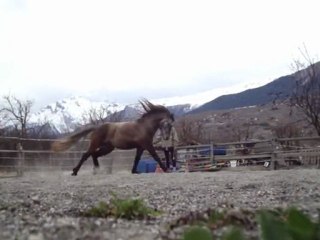 Les crins dans le vent