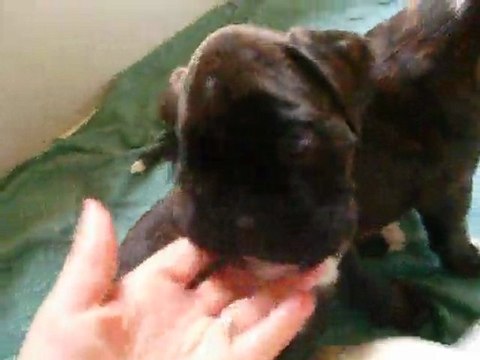 chiots 1 mois et 16 jrs