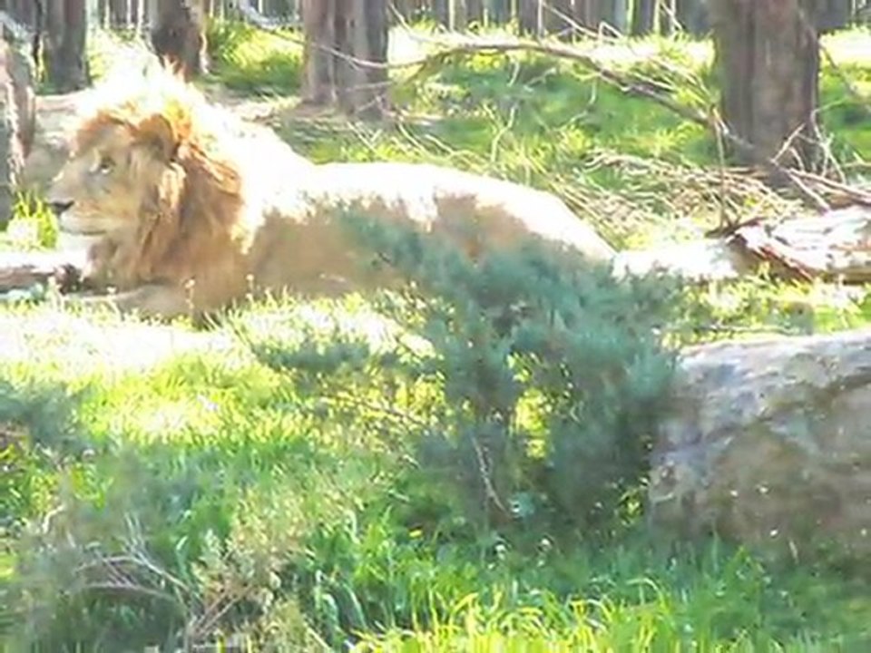 KRAL-Aslan
