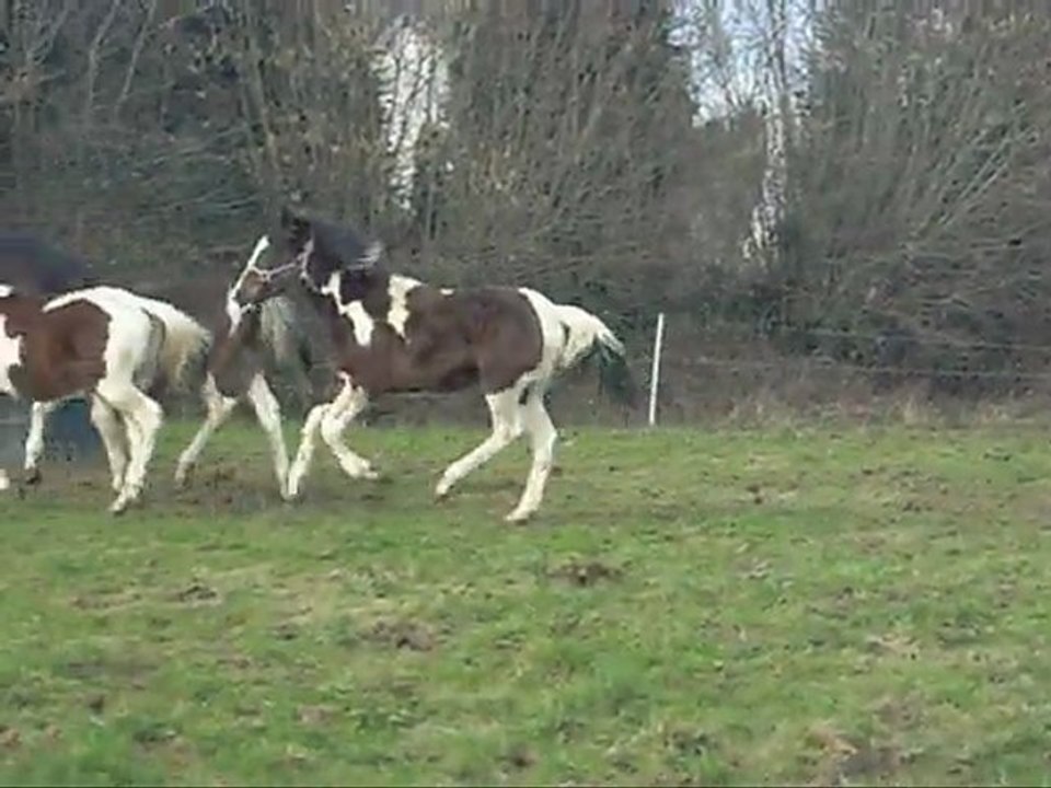 Elevage d'elphen