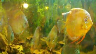 aquarium 700L discus brun