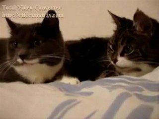 KONUŞAN SEVİMLİ KEDİLER @ Mehmet ali arslan YAYINLARI