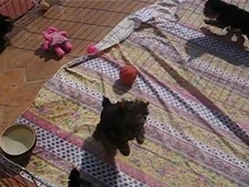 Chiots Urgence qui jouent sur la terrasse 1ere sortie.
