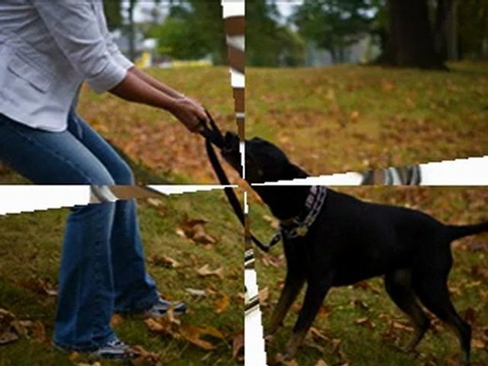 Como Adiestrar A Un Perro