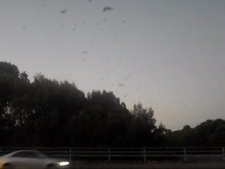 2011-02-25 Les chauves-souris de Norman Creek