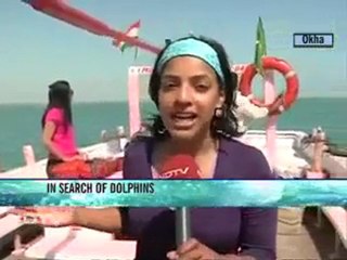 In search of dolphins