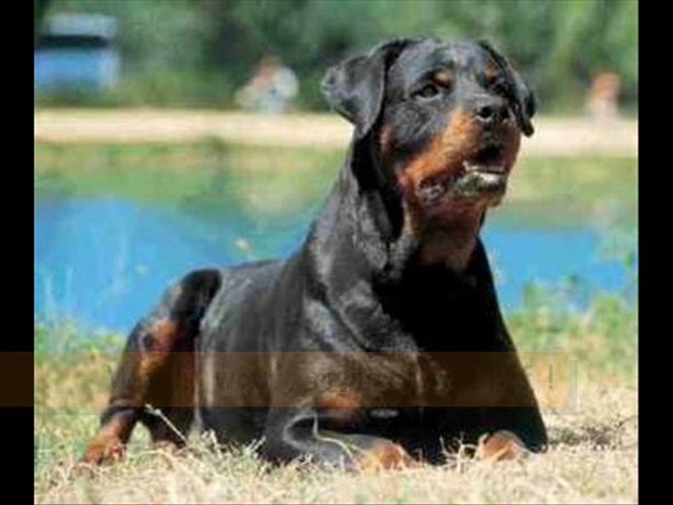 HAUT EN COULEUR N°30 13/03/11