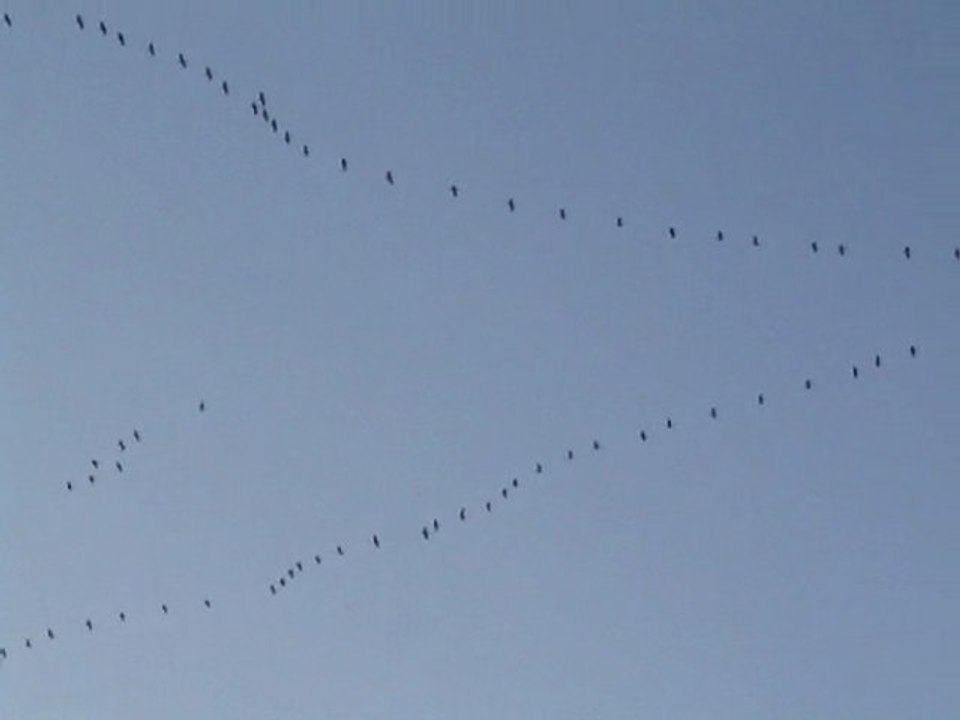 Migration et passage des Grues