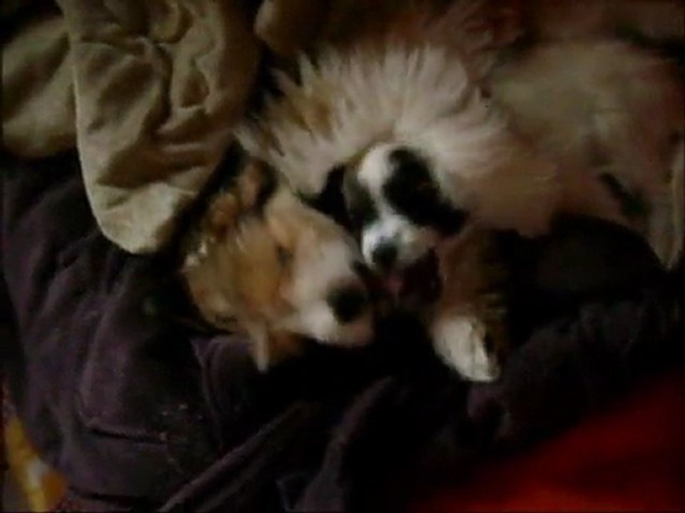 fifi - calins du dimanche matin