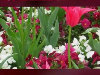 Allah'ın eşsiz yaratma sanatı