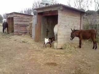 Le bouc & ma jument .