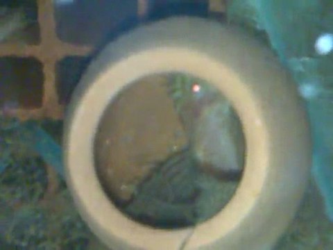 albino longfin yavrular ve babaları 13.03.2011