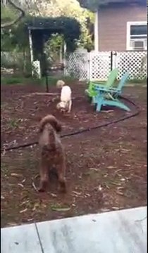 Barbet: Everlasting Love aka Yogi