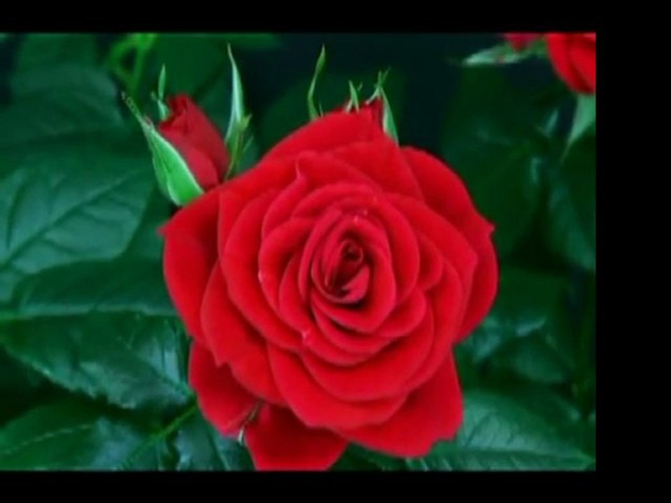 sevgili peygamberim -9