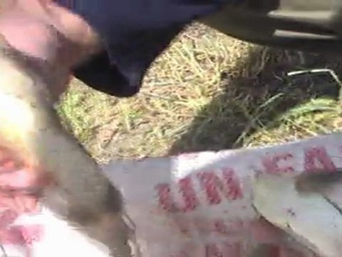 -Haz: Mevlüt YAYLACI tekmankatranli.com 2008