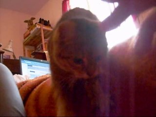 50% Ange  50% Démon