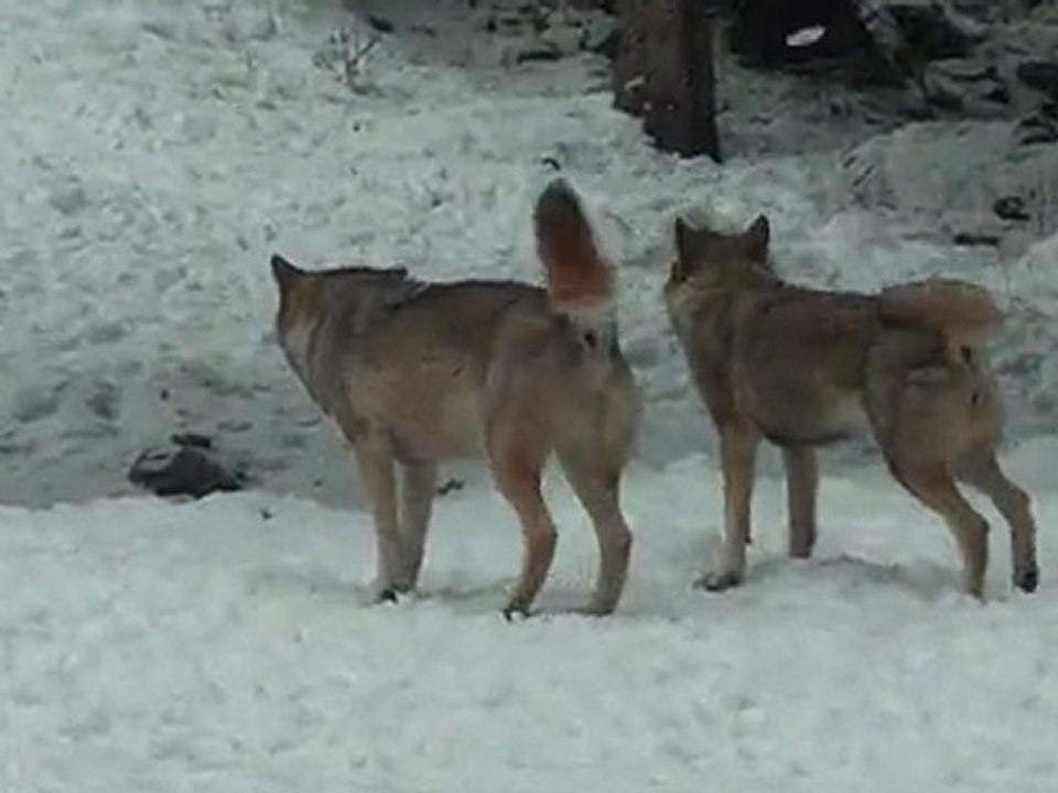 13 03 001 Loups