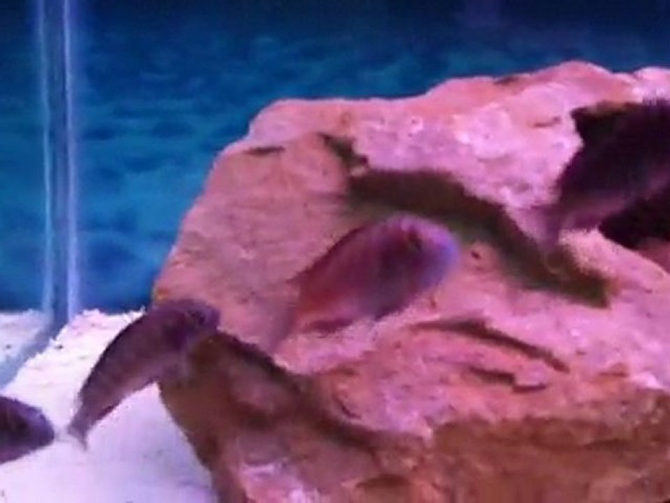 Tropheus Chipimbi