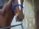 Ma jument Ursula le 13/03/2011