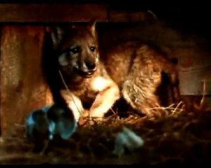 Лёка Ж. & Amatory. Подвиг Аяврика. Exploit of Ayavrik