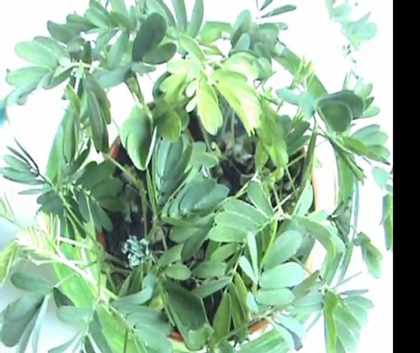 Mimose Zeitraffer wie sich die Blätter Auf Gehn