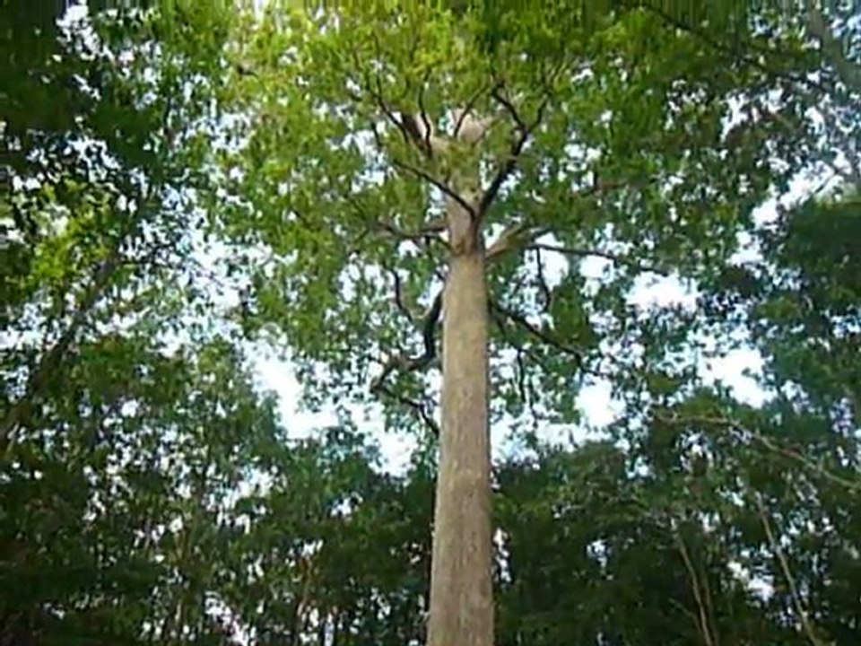 Forêt de Tronçais, chêne géant