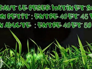 Comment recueillir un petit martinet tombé du nid (HD 720p)