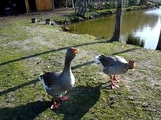00010 les oies