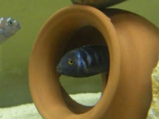 Afra,Saulosi,Chewere ve Neon spot