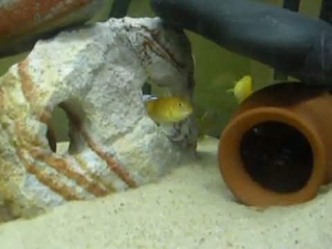 Afra,Saulosi,Chewere ve Neon spot