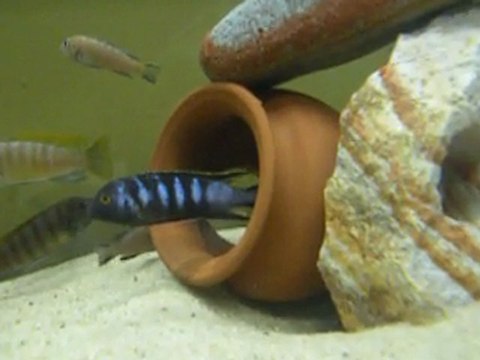 Afra,Saulosi,Chewere ve Neon spot