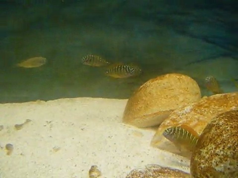 DSCF4226