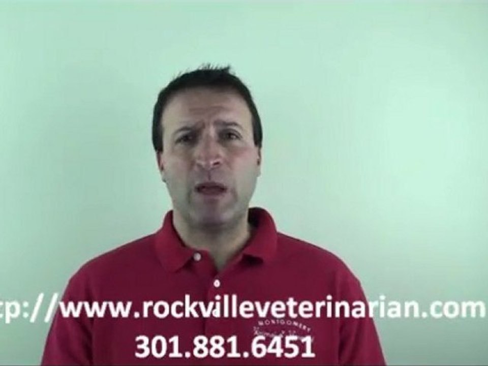 What Pet Is Right For Me