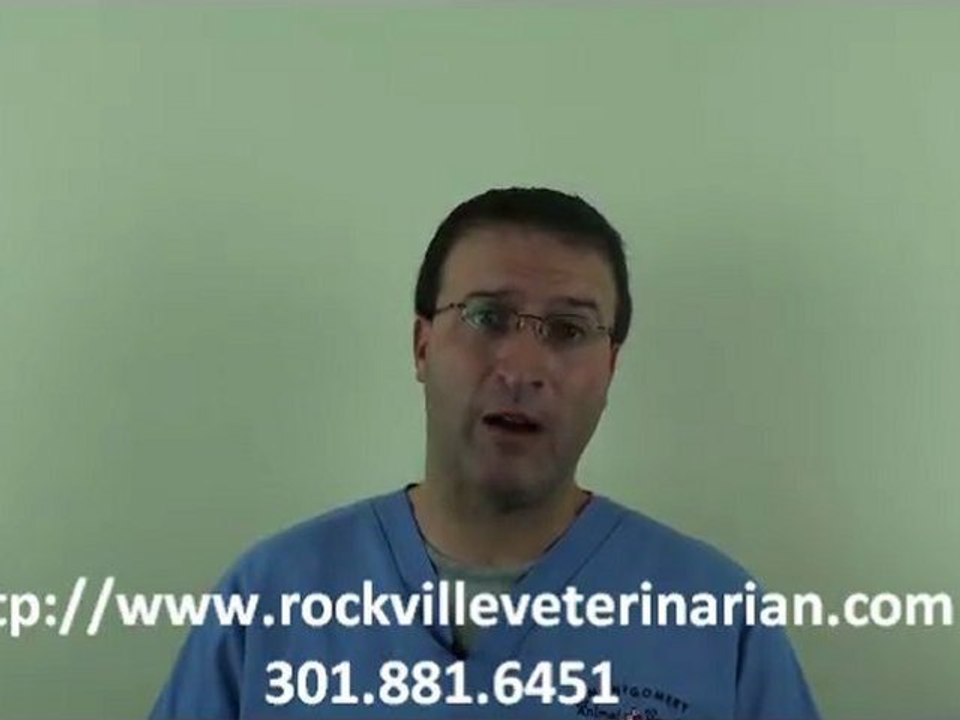 When Should I Sepay Or Neuter My Pet