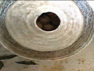 Get Rid of Your Wasp Problem