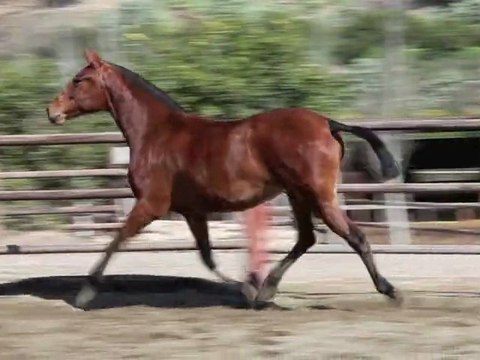 Indalica DM 13032011