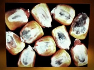 Mold Remediation Caldwell