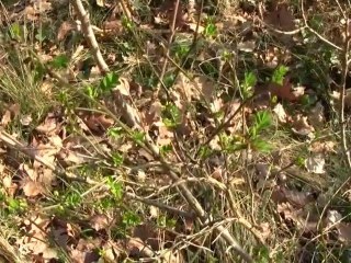 balade dans les ramieres mars 2011