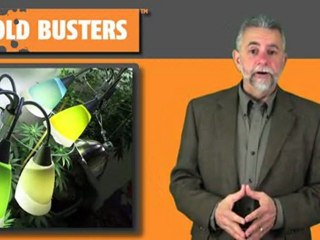 Toxic Black Mold in former marijuana grow operations