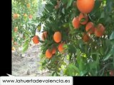 Comienza a comprar naranjas naturales. Naranjas online