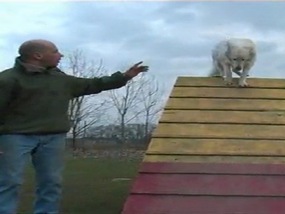 Club Canin Lunévillois - Agility