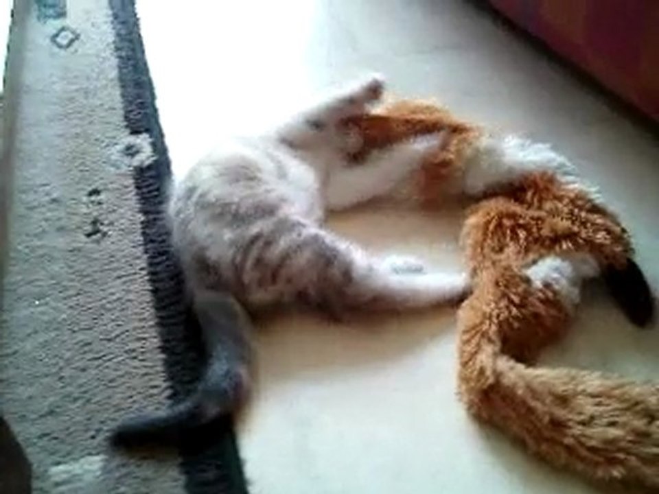 Norman et Foxy
