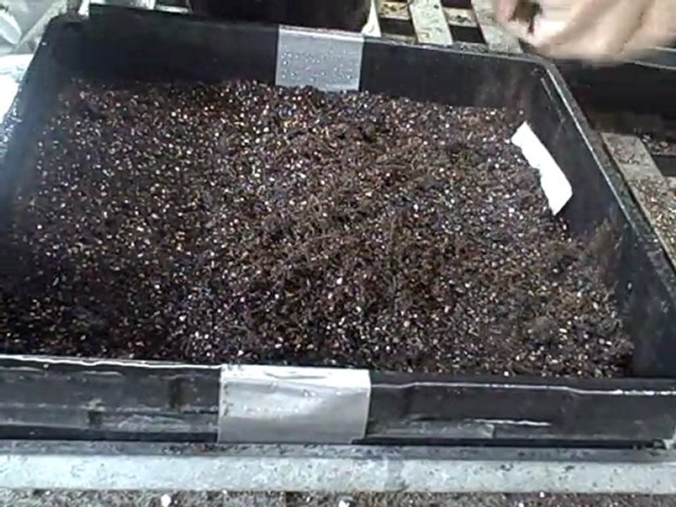 Growing From Seed -Herbs-Perennials-Flower Seed