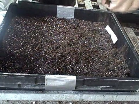 Growing From Seed -Herbs-Perennials-Flower Seed