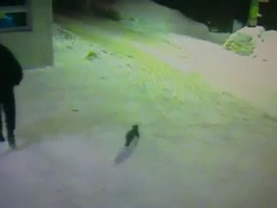 un chat demande son chemin