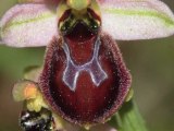 ONF Calanques : une orchidée endémique l'ophrys massiliensis