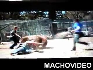 Un ours attaque un homme