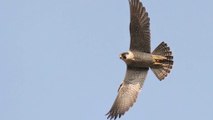 ONF Calanques : la protection du faucon pèlerin