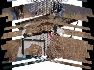 Hunting Dog Training Equipment